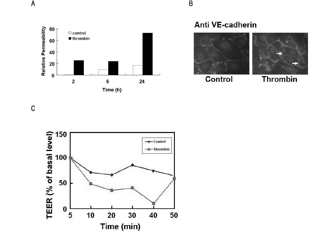 Increase of permeability of human vascular endothelial cells (HUVEC) by thrombin