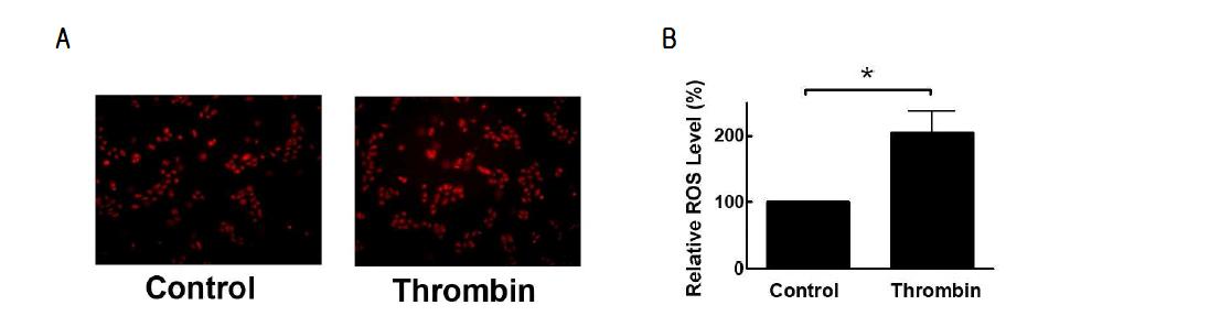 Superoxide formation by thrombin in human vascular endothelial cells (HUVEC)