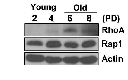 Increase of RhoA expression depending on population doubling (PD) time