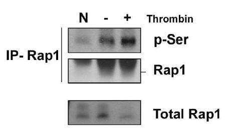 Thrombin에 의한 Rap1의 Serine 잔기의 인산화가 증가 확인한 결과