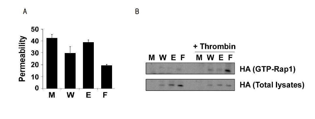 (A) 혈관내피세포의 Rap1의 돌연변이형 (WT, Y159E 그리고 Y159F)를 트랜스펙션하고 24시간 뒤 세포를 카운팅하여 2.5 X104 개의 세포를 Permeable Kit를 배양한 뒤, 충분히 100 %까지 세포가 자라면 FITC-Dextran을 이용하여 세포의 투과성을 관찰함. (B) 293 세포에 Rap1의 돌연변이형 (WT, Y159E 그리고 Y159F)를 트랜스펙션하고 Thromibin으로 자극을 준 뒤 GTP-Rap1의 활성을 pull down assay를 진행함