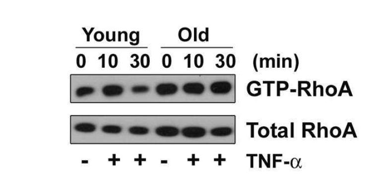 젊은 혈관내피세포와 노화된 혈관내피세포를 100 mm dish에 배양한 후, TNF-α로 자극을 준 뒤, Pull down assay로 GTP-RhoA을 관찰함