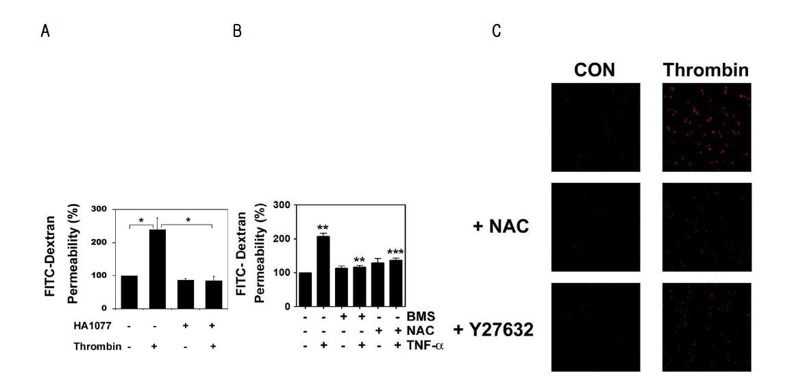 혈관내피세포에 HA1077, BMS345541 그리고 NAC을 전처리한 후, thrombin이나 TNF-α로 자극한 뒤, FITC-Dextran permeability를 측정함 (A 와 B)