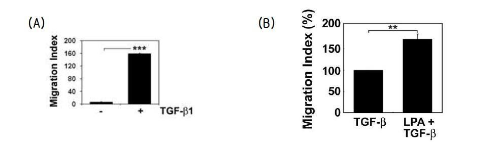 (A) 마우스의 복강 내 대식세포를 분리하여 TGF-β1 5 ng/ml 을 처리한 뒤 세포의 이동성을 Transwell Permeable Kit을 이용하여 확인함. (B) Raw 264.7 세포에 MIP-1α 항체 2 μg/ml 전처리한 뒤 TGF-β1 5 ng/ml을 처리한 뒤 세포의 이동을 관찰함