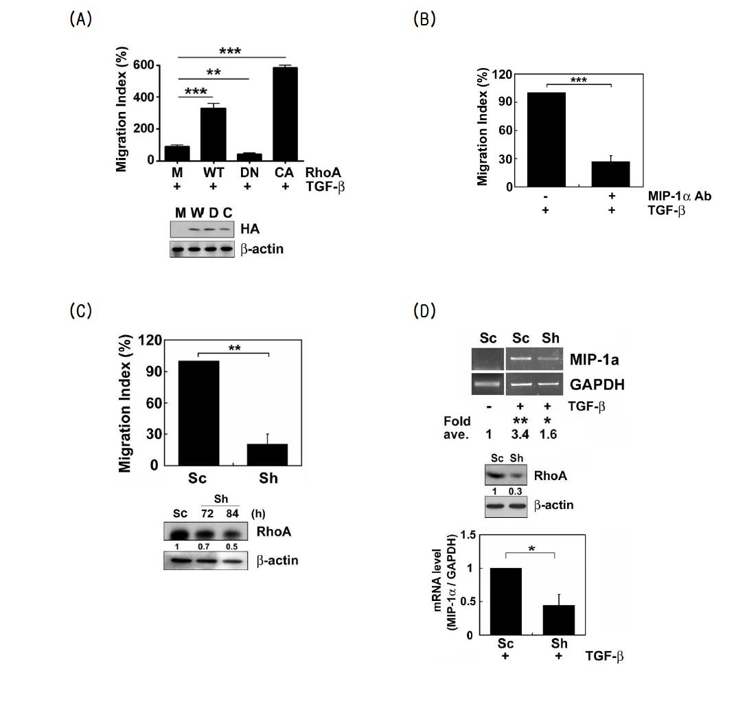 (A) Raw 264.7 세포에 각각의 DNA 2 μg을 트랜스펙션하고 24시간 뒤 TGF-β1으로 자극한 뒤 세포의 이동성을 관찰하였음. (B) Raw 264.7 세포에 LPA 10 μM을 전처리한 뒤 TGF-β1 5 ng/ml으로 자극한 뒤 세포의 이동성을 관찰함. (C), (D) Raw 264. 7 세포에 scrambled sh-RNA와 RhoA sh-RNA를 트랜스펙션한 뒤, 72시간 뒤 serum starvation 한 뒤 TGF-β1 5 ng/ml을 처리한 뒤 세포의 이동성과 RT-PCR을 통해 MIP-1α의 발현을 관찰함