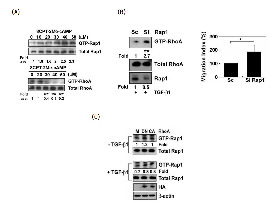 (A) Raw 264.7 세포에 8CPT-2Me-cAMP를 농도별로 1시간 처리한 뒤 His-RalGDS와 GST-Rhotekin으로 pull down assay를 진행함. (B) Raw 264.7 세포에 Rap1의 siRNA를 트랜스펙션한 뒤 RhoA의 활성형과 세포의 이동성을 관찰함. (C) RhoA의 DN와 CA 돌연변이형을 트랜스펙션한 뒤 Rap1의 활성형을 관찰함