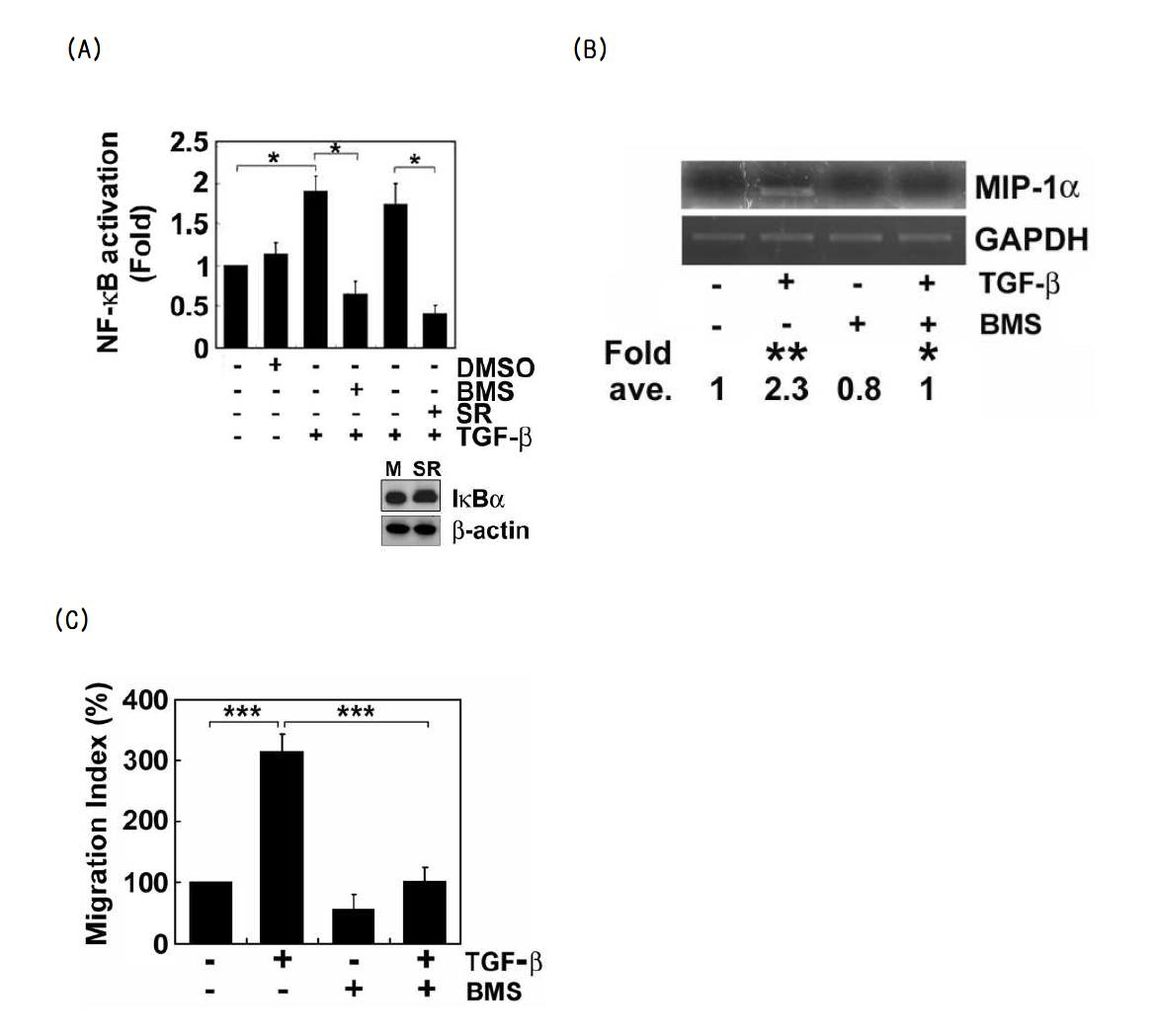 (A) Raw 264.7 세포에 IκBα의 super repressor (S32,36A)를 트랜스펙션하고 IKK2 inhibitor의 BMS를 전처리한 뒤 TGF-β1으로 1시간 자극한 뒤, NF-κB의 promoter gene을 이용하여 luciferase assay를 진행하였음. (B),(C) Raw 264.7 세포에 IKK2 inhibitor의 BMS를 전처리한 뒤 TGF-β1으로 1시간 자극한 뒤, MIP-1α의 발현을 RT-PCR로 확인함. 또한 세포의 이동성도 관찰함