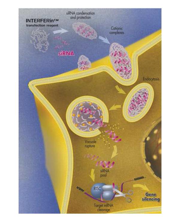 siRNA induced mRNA slicing