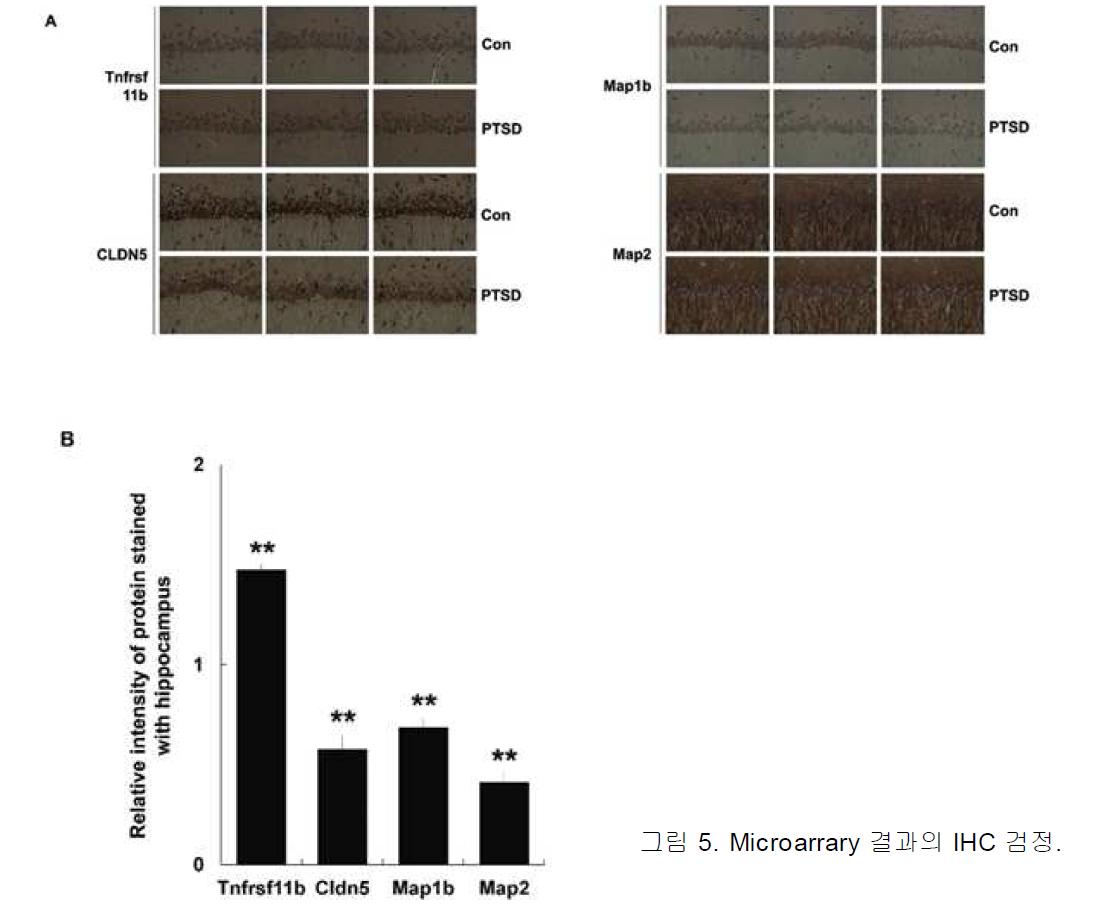 Microarrary 결과의 IHC 검정