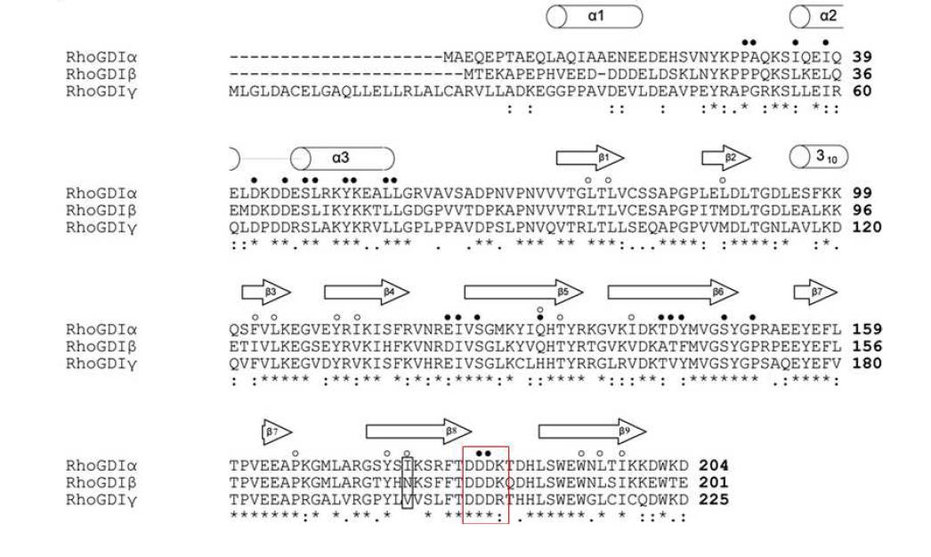 Sequence alignments of the three human RhoGDIs