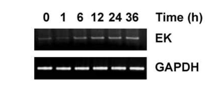 Expression of EK in keratinocytes (HaCaT cell lines)