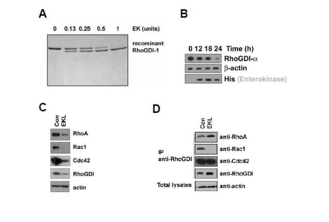 Expression and Interaction of between RhoGTPase and RhoGDI by EK