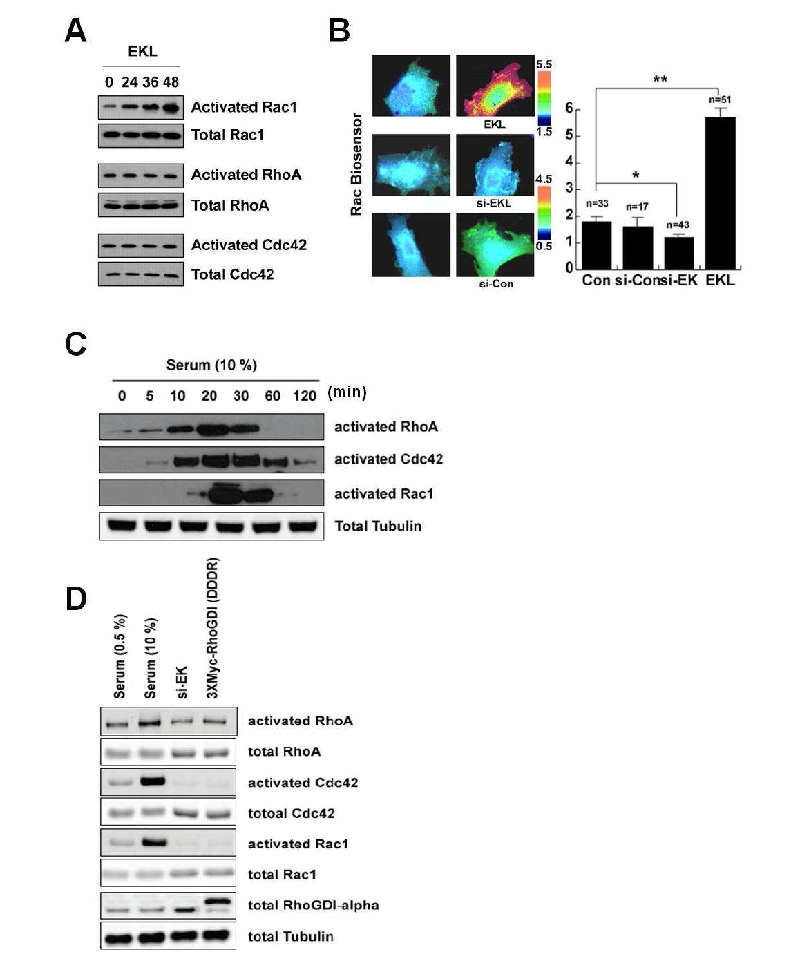 Activation of RhoGTPases by EK