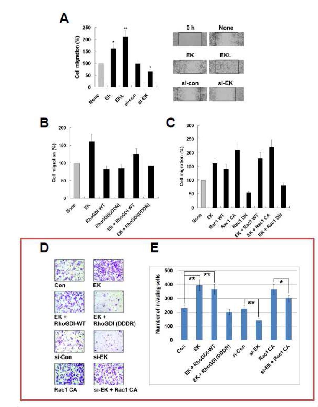 EK regulates migration of HaCaT cells via RhoGDI cleavage