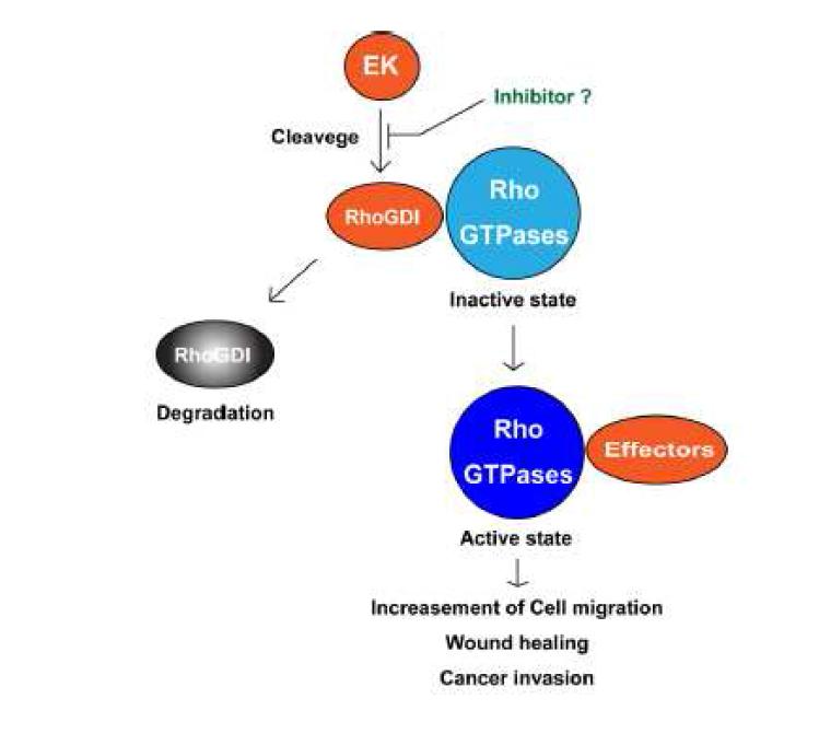 Schematic model of signaling events of EK induced RhoGDI cleavage and RhoGTPases activation