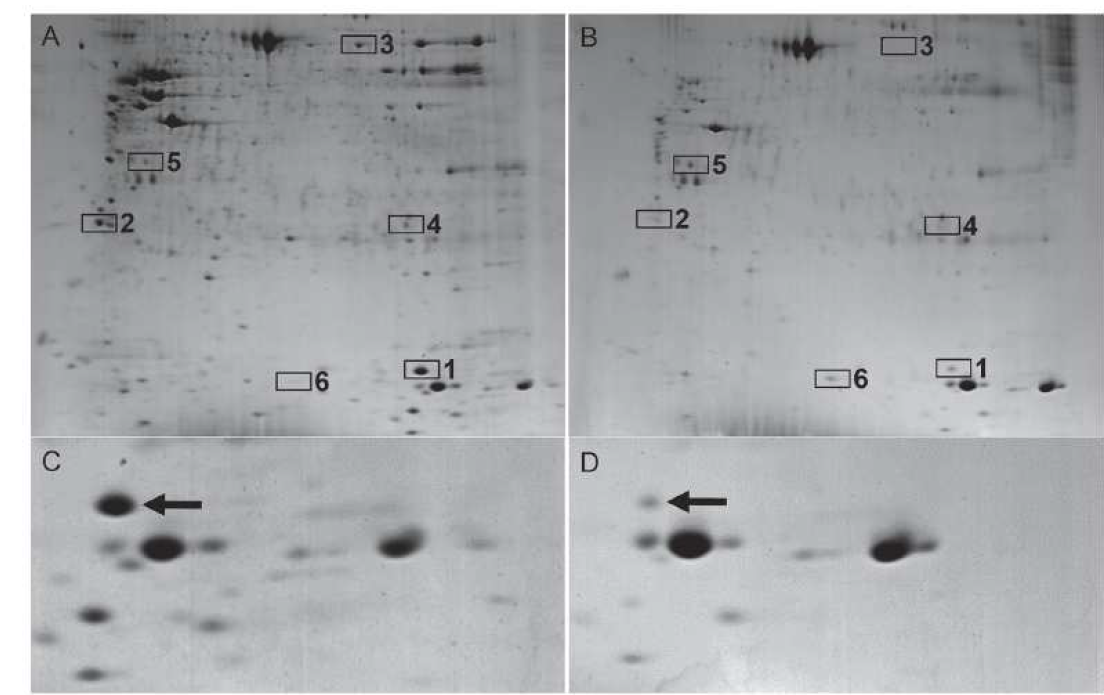 Comparative analysis of 2-dimensional electrophoresis (2-DE )gel maps.