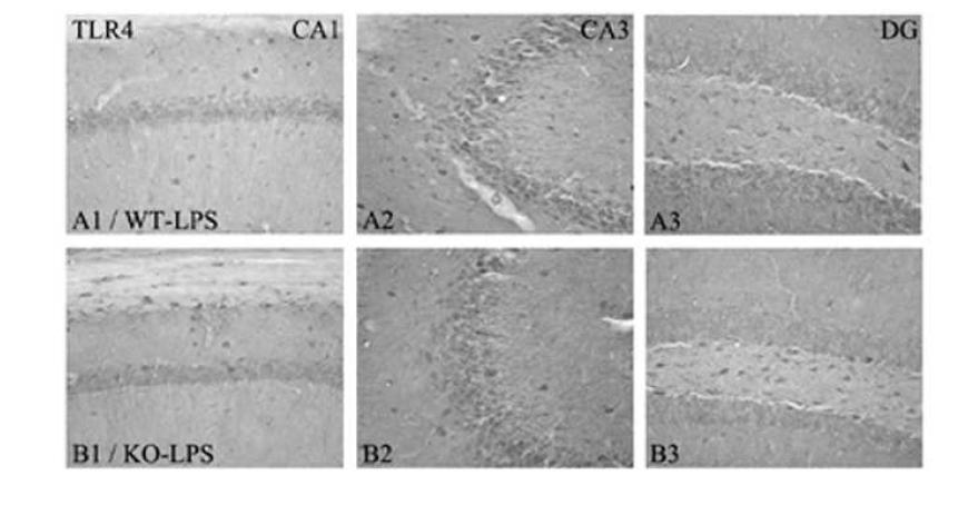 TLR4 expression in the hippocampus at 1 day after LPS injection