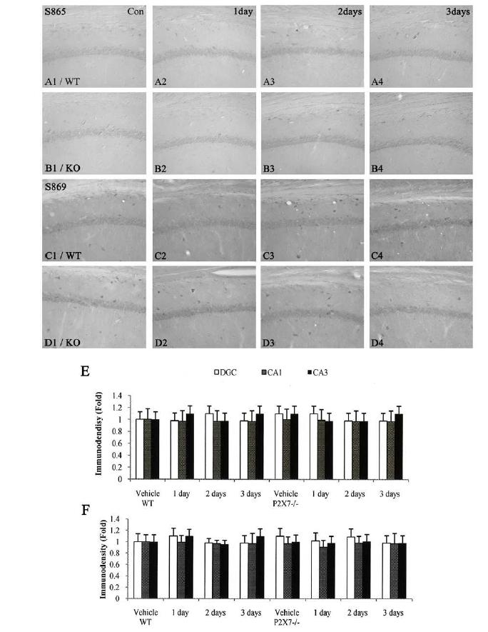 p52-Ser865, and p52-Ser869 NF-κB phosphorylation induced by LPS injection