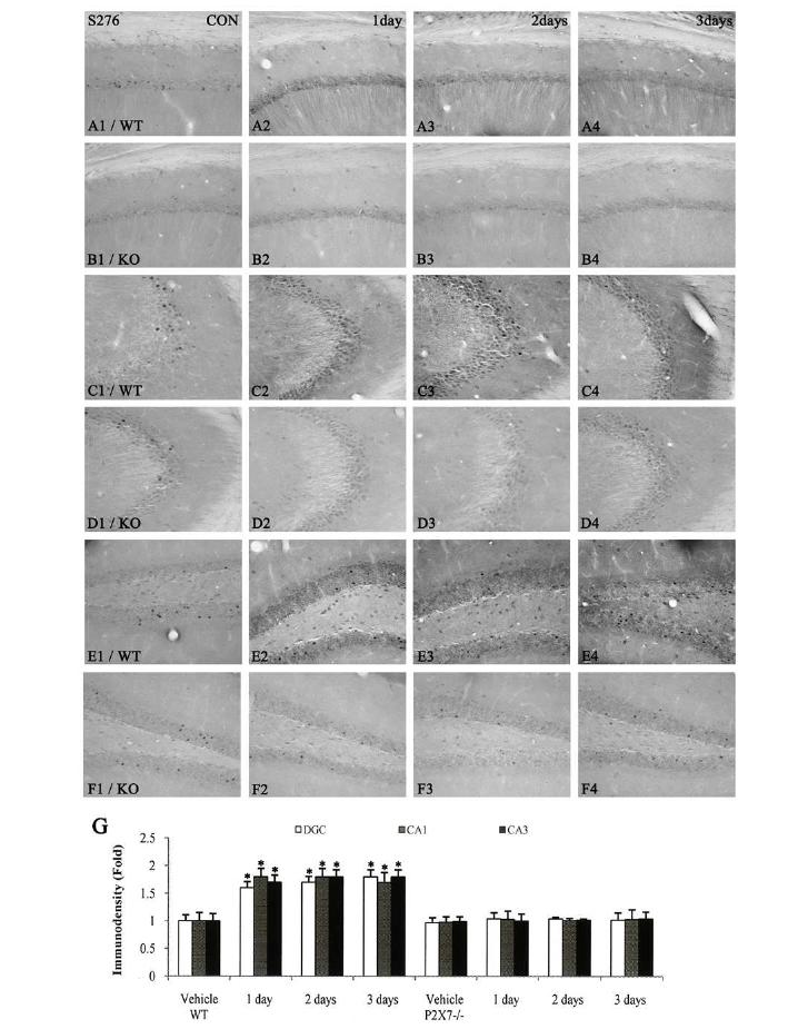 p65-Ser276 NF-κB phosphorylation induced by LPS injection