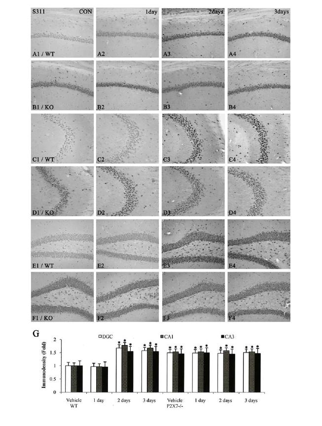 p65-Ser311 NF-κB phosphorylation induced by LPS injection