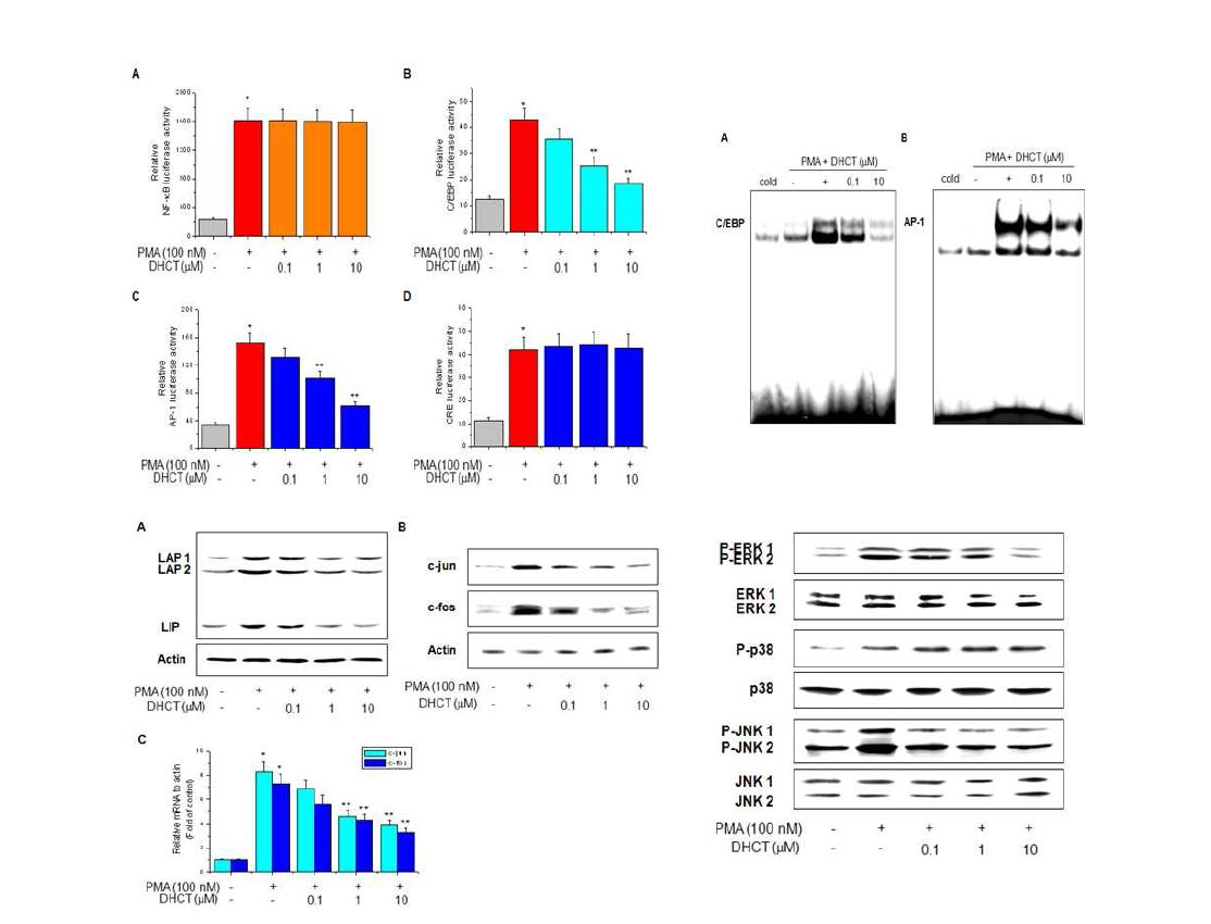 Effects of DHCT on phosphorylation of MAP kinases and signaling pathway