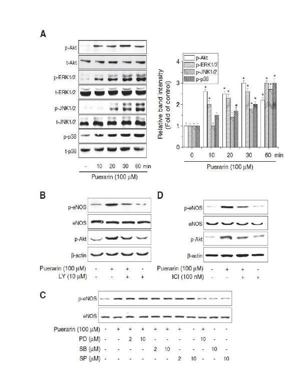 Role of PI3K/Akt signaling in puerarin- stimulated phosphorylation of eNOS in EA.hy926 cells