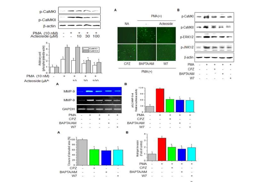 Effects of acteoside on PMA- induced activation of Ca2+ signaling pathways.