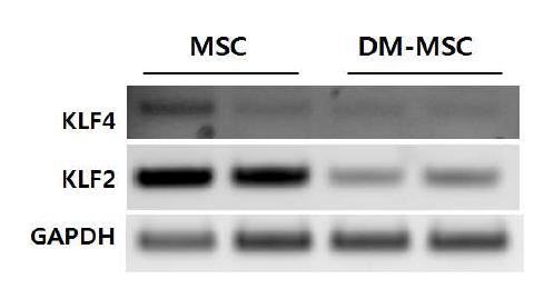 당뇨쥐 골수 줄기세포에서 저하 된 KLF2 mRNA