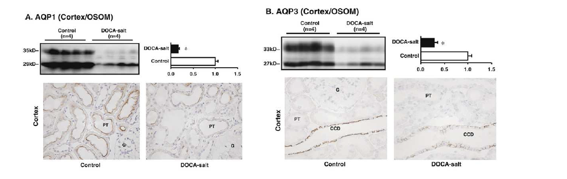DOCA-salt 고혈압 흰쥐신장에서 AQP1, AQP3 단백발현이 유의하게 감소함.