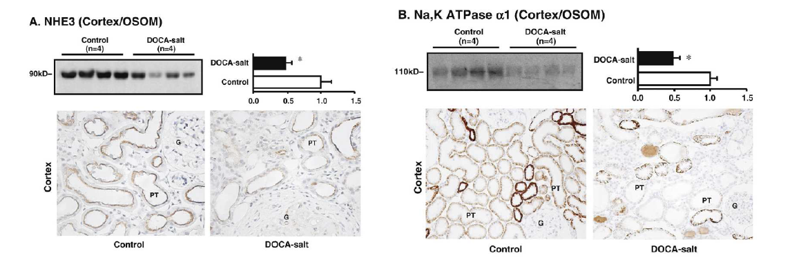 DOCA-salt 고혈압 흰쥐신장에서 NHE3, Na,K-ATPase 단백발현이 유의하게 감소함.