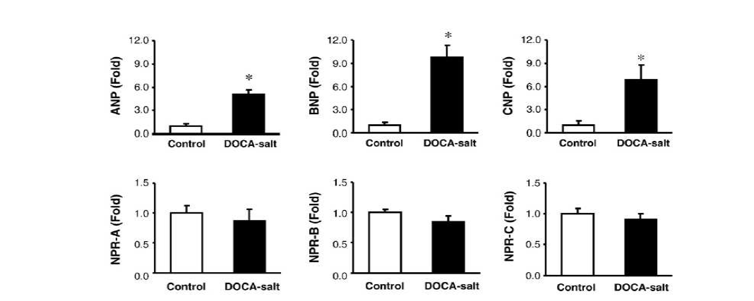 DOCA-salt 흰쥐에서 ANP, BNP, CNP mRNA 발현은 유의하게 증가함.