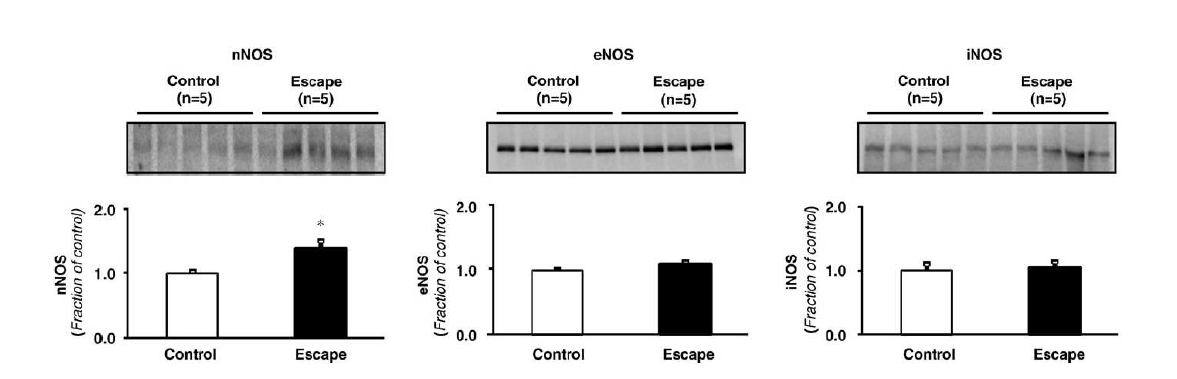 aldosterone escape 흰쥐 모델 신장에서 신화질소합성효소 단백발현이 유의하게 증가함.