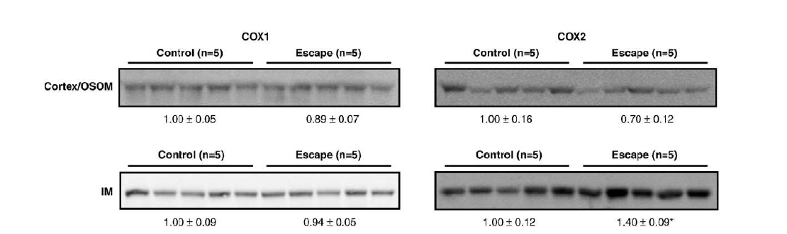aldosterone escape 흰쥐 모델 신장에서 cyclooxygenase 단백발현이 유의하게 증가함.