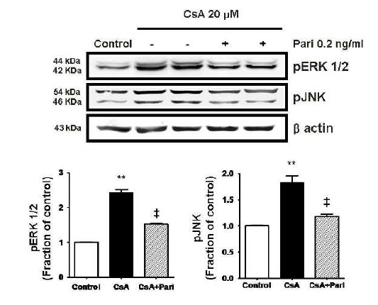 Paricalcitol 치료는 cyclosporine 유발 신독성 신장에서 증가된 pERK, pJNK 활성을 억제함.
