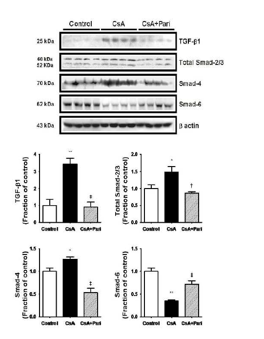 Paricalcitol 치료는 cyclosporine 유발 신독성 신장에서 증가된 TGF-beta, Smad-2/3, -4 발현증가를 완화시킴.