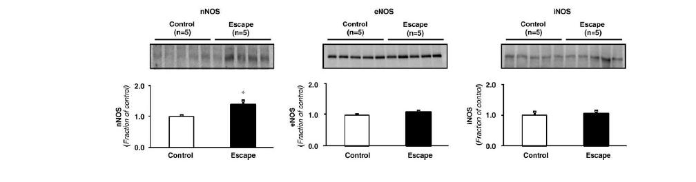 aldosterone escape 흰쥐 모델 신장에서 산화질소합성효소 단백발현이 유의하게 증가함.