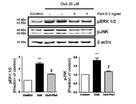 Paricalcitol 치료는 cyclosporine 유발 신독성 신장에서 증가된 pERK, pJNK 활성을 억제