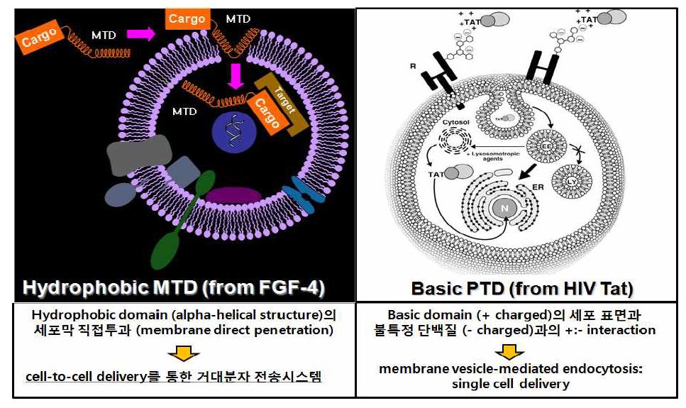 PTD와 MTD의 메카니즘 비교