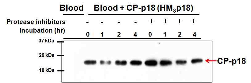 인간 혈액에서의 CP-p18 (HM103p18)의 안정성