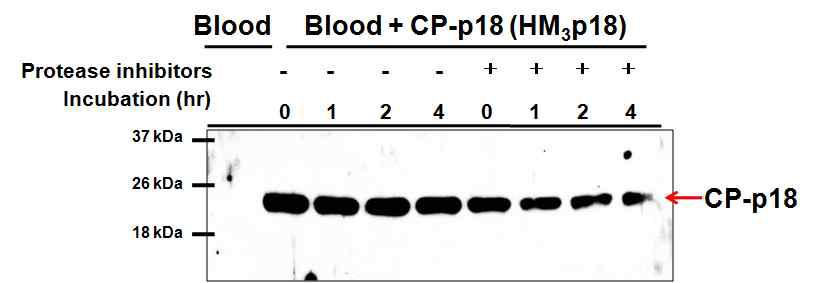 마우스 혈액에서의 CP-p18 (HM103p18)의 안정성