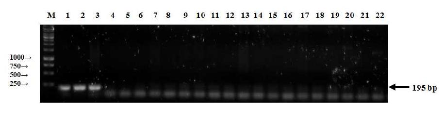 CAU-HF 및 CAU-HR 프라이머를 이용하여 실시한 종래의 PCR에 의한 Halomonas spp 게놈 DNA의 검출을 보여주는 결과