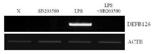 LPS 처리 시 MAPK의 활성에 의한 DEFB126의 발현 유도 검증