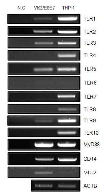 Expression of multiple TLRs and its signaling molecules in vaginal epithelial cells