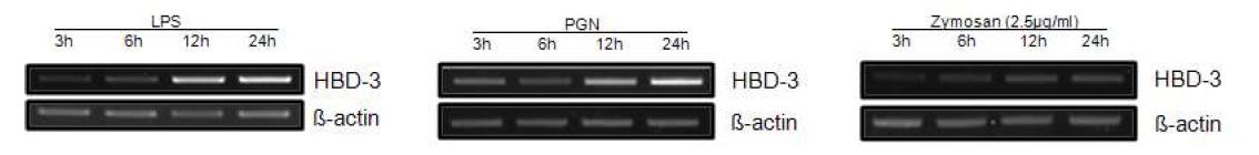 LPS, PGN and zymosan induce increase of hBD-3 mRNA expression in VK/E6E7 cells