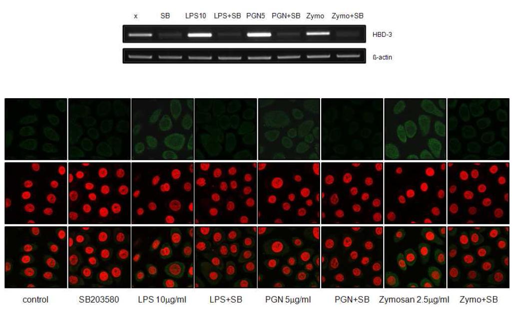 p38 MAPK is involved in LPS-, PGN-, zymosan-induced hBD-3 expression in VK/E6E7 cells