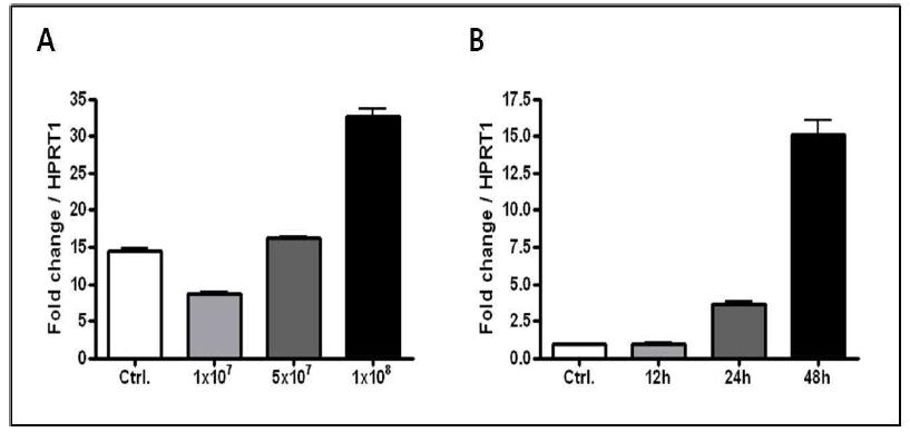 질 상피세포주 VK2/E6E7에서 L. reuteri 처리 시 CAMP 유전자의 mRNA 발현 증가 qRT-PCR 분석