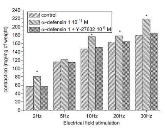 α-defensin 1에 의한 수축증가 Y-27632(RhoK 억제제)로 억제