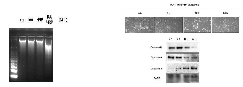 천연물 유래 물질 IAA/HRP의 반응으로 세포내 caspase 활성 및 PARP의 분해, 그리고 DNA 절편화 유도