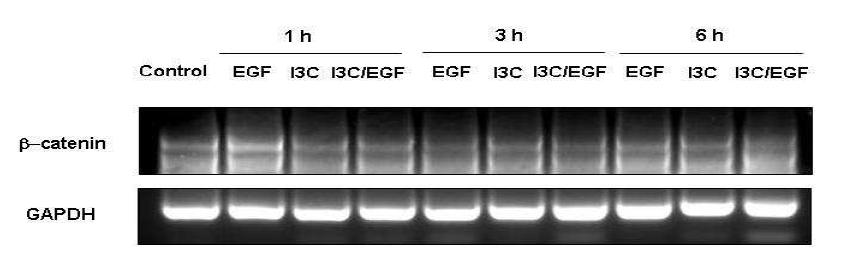 DU145 전립선 암세포에서 천연물 유래 물질 I3C이 β-catenin mRNA에 미치는 영향
