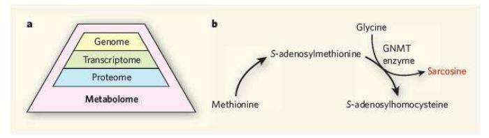 Metabolomics와 이를 통해 발굴된 전립선암의 진단/예후용 biomarker인 특정 metabolite, sarcosine